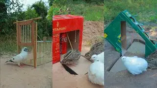 Best Creative Easy Bird Trap