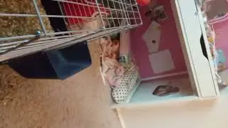 Meine Meerschweinchen können sprechen Teil 3.   