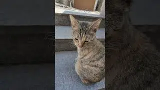 little cat boxy #adventurouscats