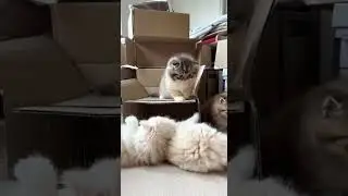 Absolute Kitten Chaos in 8 Seconds😭🐾#kittens#cute