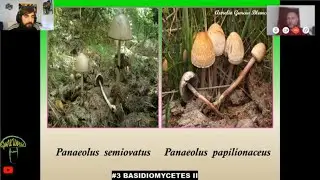 #3.🔺 BASIDIOMYCETES II (setas con l&aacute;minas) 🍄🌲 CURSO DE MICOLOG&Iacute;A