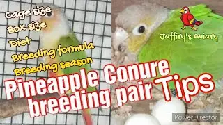 Pineapple conure and Green chik conure breeding tips| Cage Size in Urdu|Hindi