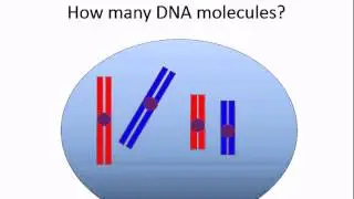 Cell Reproduction: Mitosis and Cytokinesis