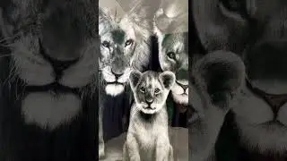 Lion Family Glass Wall Art