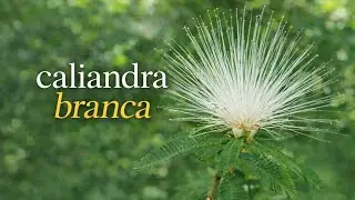 Tudo sobre Caliandra branca 