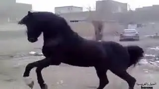أنشودة رائعة لعشاق الخيل العربي الأصيل