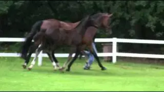 Royal Classic-Maurice Stute * 2011