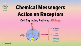 Cell Signalling Pathways Biology | Chemical Messengers Action on Receptors