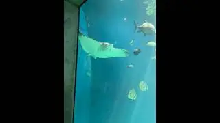 Stingray at the Aquarium of the Pacific 2024 #stingray #sealife #aquariumofthepacific #music #shorts
