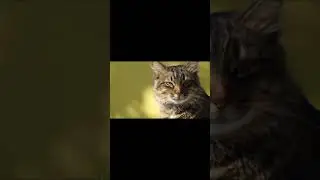Facts About Cats Anatomy & Physiology | facts about cats in english | cats lovers