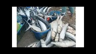 LIVE Vietnam Seafood Market 🇻🇳 Fresh Fish & Crab Straight From The Sea