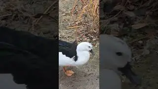 Beautiful Ducks Talking #birds, #duck, #birdwatching , #cute, #nature, #wildlife