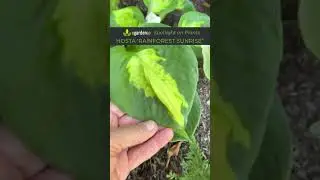 Hosta 'Rainforest Sunrise'&mdash;Spotlight on Great Garden Plants with Darcy Daniels of eGardenGo  #plants