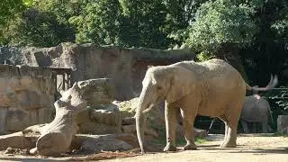 20.09.2025 Zoo Dresden Elefanten