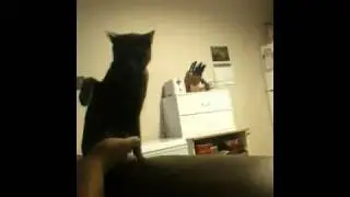 Quick paws