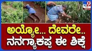 Chamarajanagar: ಟೊಮ್ಯಾಟೊ ಬೆಳೆ ನಾಶ ತೋಟದಲ್ಲೇ ಹೊರಳಾಡಿ ಕಣ್ಣೀರು ಹಾಕಿದ ಅನ್ನದಾತ     | #TV9B