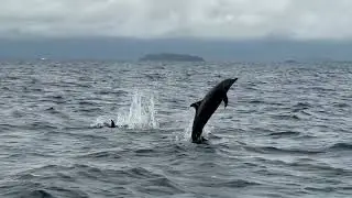 Pure Ocean Magic 🌊 Dolphins Spotted after 2 Hours Near Bias Sandbar #dolphins #oceanmagic 