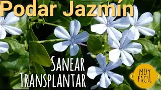 Cómo podar un Jazmín  transplantar un jazmín Poda de jazmines Plantar jazmin sanear jazmin cuidados