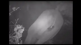 Balule Elephant Weary of Hidden Camera