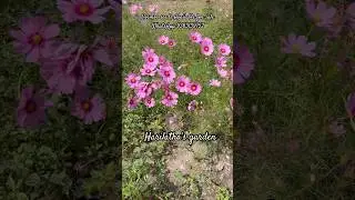 Cosmos seeds available for sale WhatsApp 9363139752 / 13-01-2026 #flower #shorts
