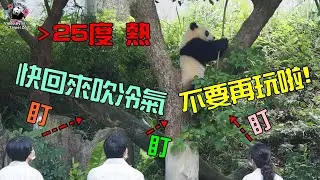 20210501 3保育員一旁靜靜等，圓寶耍玩寶後乖乖跟指揮棒回家 The Giant Panda Yuan Bao