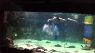 Myrtle beach mermaids