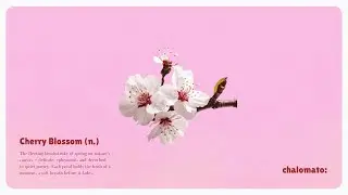 [Playlist] Sakura City Pop 春のシティポップ 🌸 | Retro Japanese Jazz Funk Mix for Relax & Study