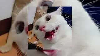 I Gotta Feeling (speed up)
