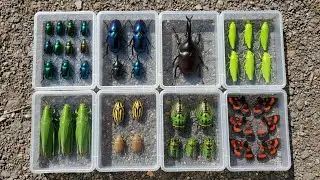 Extreme Insect Catching | Real POV Bug Hunting Adventure