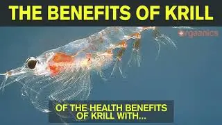 The Benefits of Krill