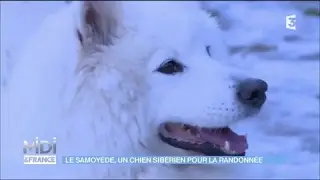 Le Samoyède, un chien sibérien pour la randonée