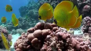 Diving into the Wreck