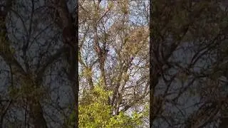 When the Bird meets the cleaver trickster #viralvideo #monkey #wildanimals #birds #short #shortvideo