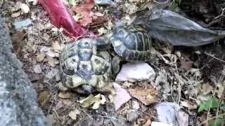 Любовь черногорских черепашек. Turtles love in Montenegro