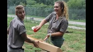 Intern Program at the National Tiger Sanctuary