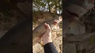 Chanel cat's in the 🍁 saint Mary's river FORT Wayne Indiana #lifeisshortdontblink #fishing