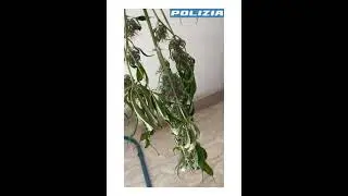 ANCONA - Coltiva la marijuana in casa e la lascia essiccare sullo stendino: 50enne nei guai