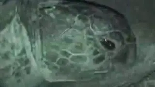 Amazing Mother Turtle Laying Eggs at Night | Unknown Africa | BBC Studios