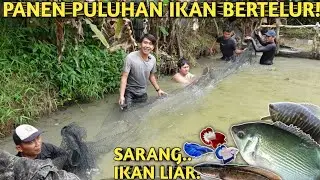 SESER IKAN MONSTER YANG LEPAS DI KOLAM TERBENGKALAI MILIK PETERNAK CUPANG