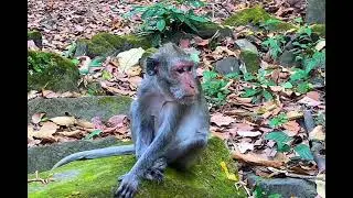 Baby monkey tries request milk his mom by hungry  #cutemonkey #babymonkey