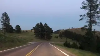 (FOUND BISON) Driving through the Black Hills