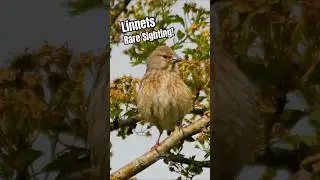 Red-Listed Linnet Birds - Rare Sightings in Late Spring #shorts