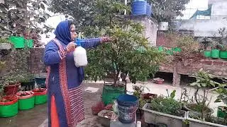 मेरे चीकू में भरभर के fruitingहो रही आजतक छत पर लगे ग्रो बैग में नही देखा #maacreativekitchengarden