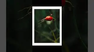216/1000 | How to create beautiful shots on Helios 44_2.