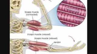 The Musculoskeletal System
