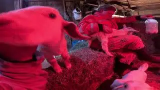 Feeding bottle baby goats,