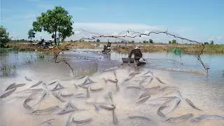 How to Effectively Catch Copper Snakehead Fish