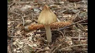 Inocybe rimosa