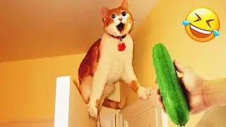 Funny Cat Videos 😂 | Hilarious Cat Compilation to Make You Laugh Out Loud & Relax 😺
