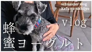 ただのvlog。けふの日常。【miniature schnauzer】【犬vlog】【vlog】